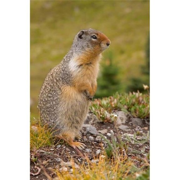 British Columbia Banff Np Columbian Ground Squirrel Poster Print by Jaynes Gallery - 17 x 26 in.