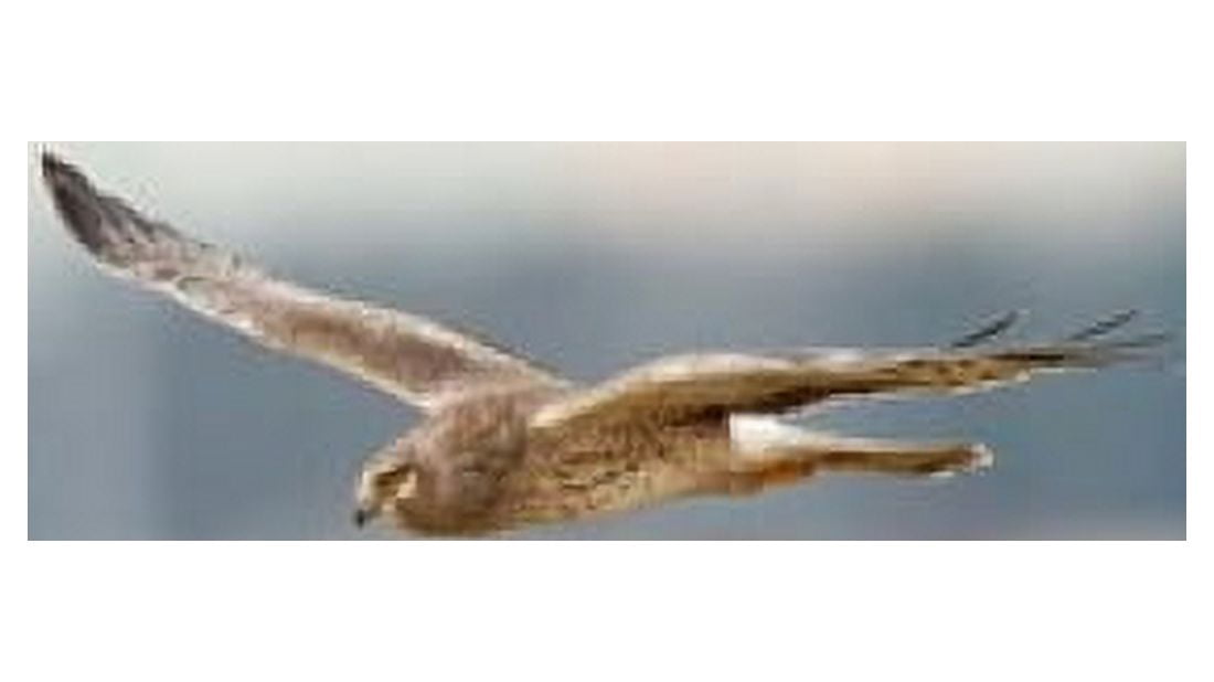 British Columbia Boundary Bay Northern Harrier bird Canvas Art - Rick A Brown DanitaDelimont (20 x 11)