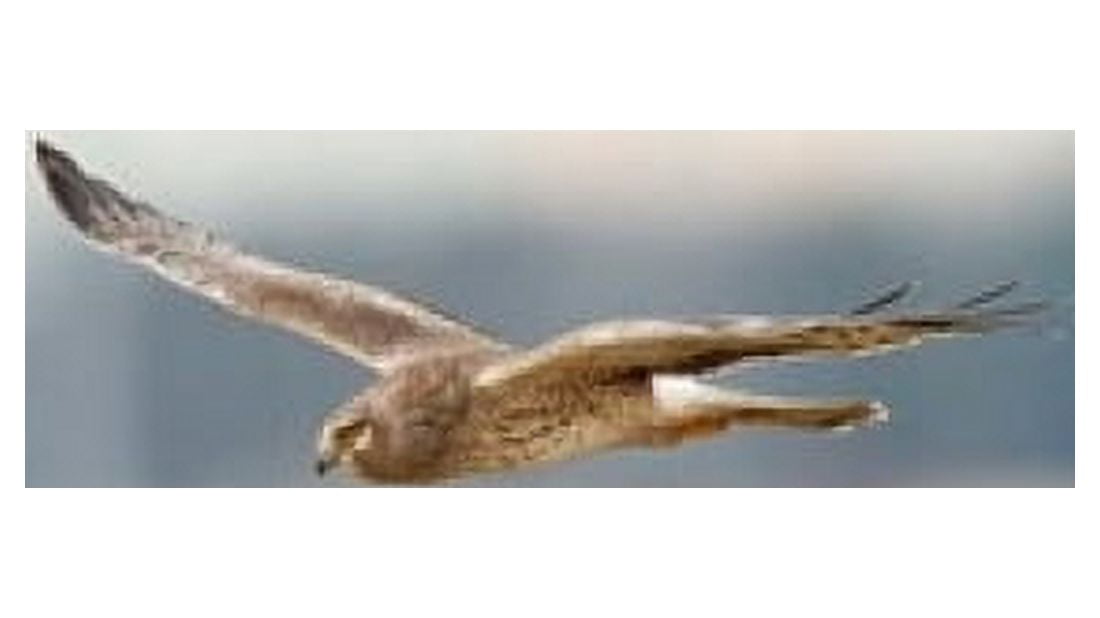 British Columbia Boundary Bay Northern Harrier bird Canvas Art - Rick A Brown DanitaDelimont (32 x 18)