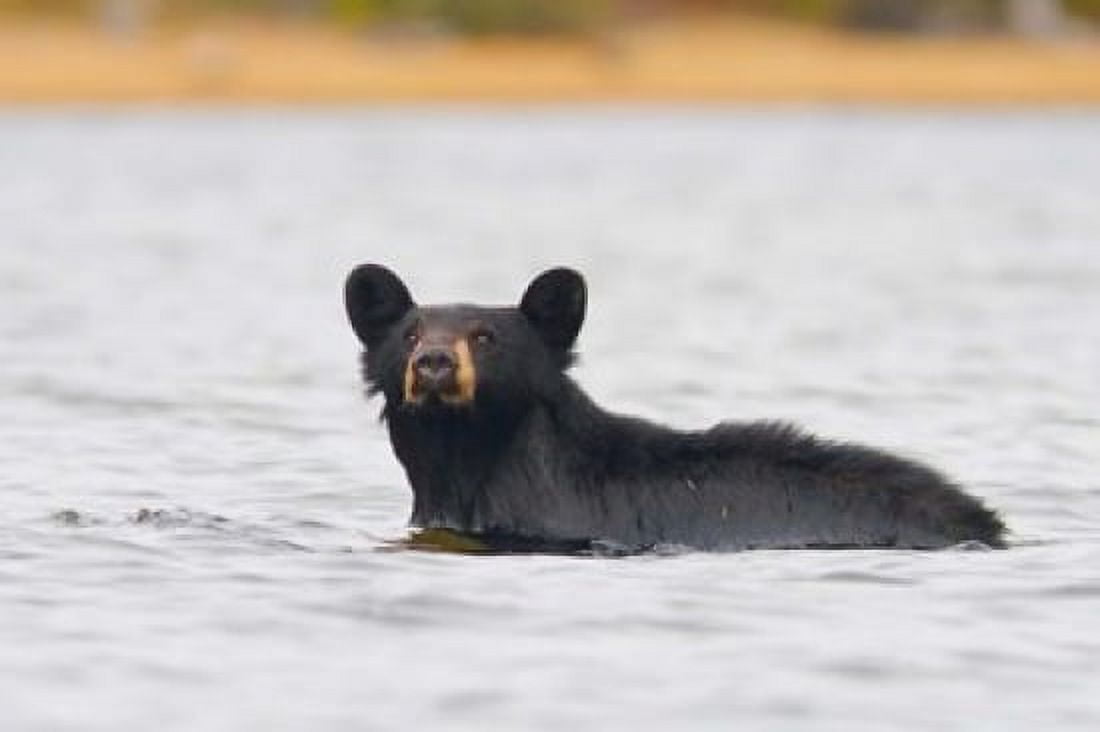 British Columbia Bowron Lakes Park Black bear Canvas Art - Gary Luhm DanitaDelimont (26 x 17)