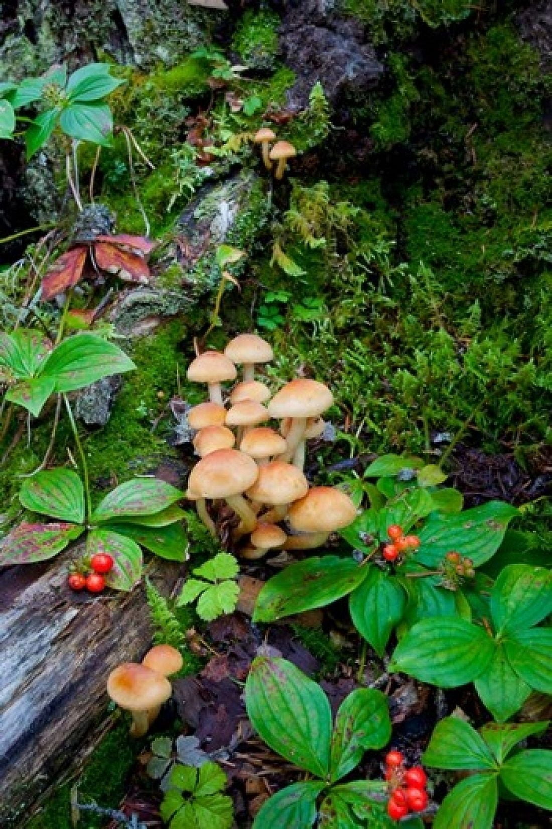 British Columbia Bowron Lakes Park Bunchberry Forest Canvas Art - Gary Luhm DanitaDelimont (24 x 36)