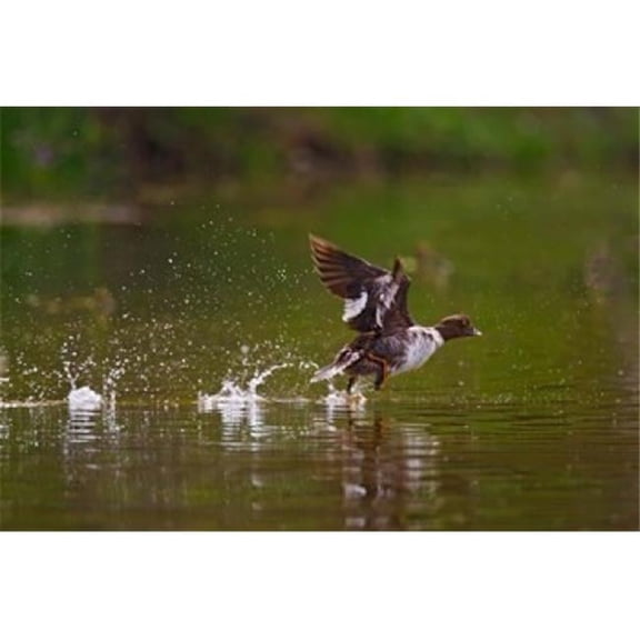 British Columbia Common Goldeneye Bird Poster Print by Larry Ditto - 31 x 21 in.