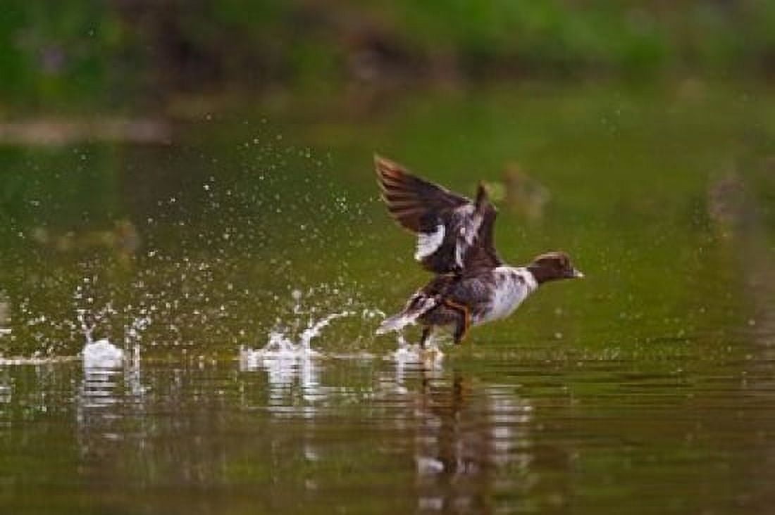 British Columbia Common Goldeneye bird Canvas Art - Larry Ditto DanitaDelimont (16 x 10)