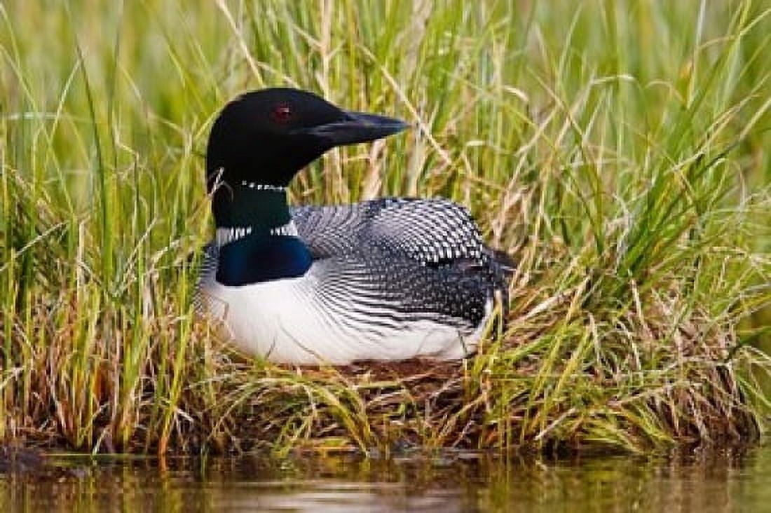 British Columbia Common Loon bird Canvas Art - Larry Ditto DanitaDelimont (26 x 18)