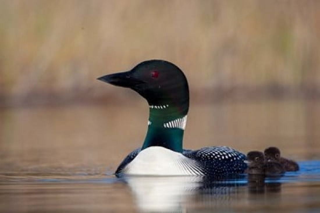 British Columbia Common Loon bird on Lac Le Jeune Canvas Art - Gary Luhm DanitaDelimont (36 x 24)