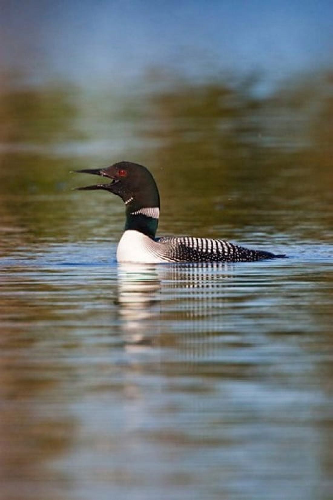 British Columbia Common Loon bird on lake Canvas Art - Larry Ditto DanitaDelimont (21 x 31)