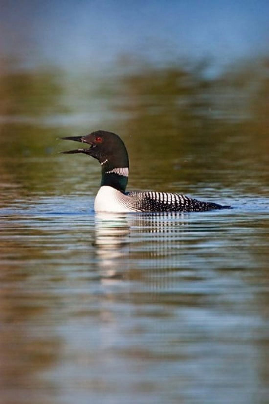 British Columbia Common Loon bird on lake Canvas Art - Larry Ditto DanitaDelimont (24 x 36)