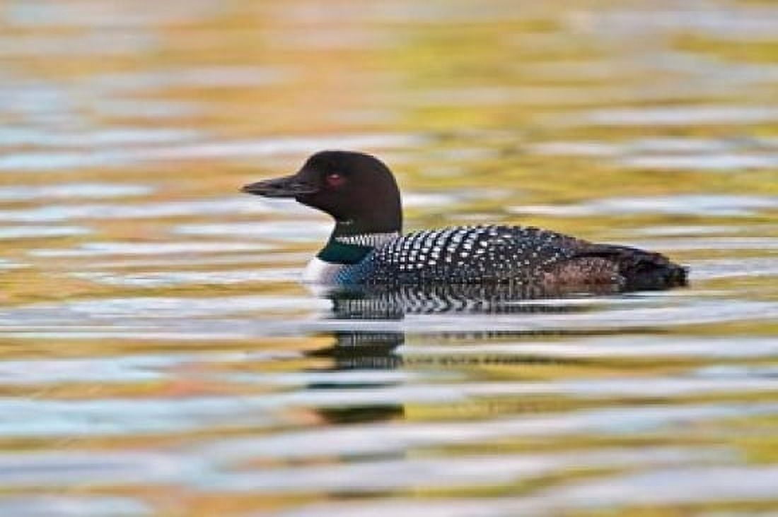 British Columbia Common Loon bird on lake at sunrise Canvas Art - Larry Ditto DanitaDelimont (36 x 24)