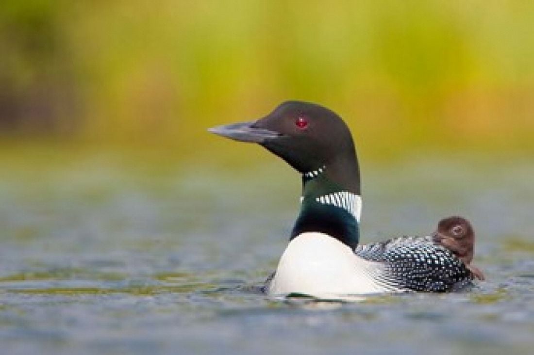 British Columbia Common Loon breeding plumage Canvas Art - Gary Luhm  DanitaDelimont (26 x 18)