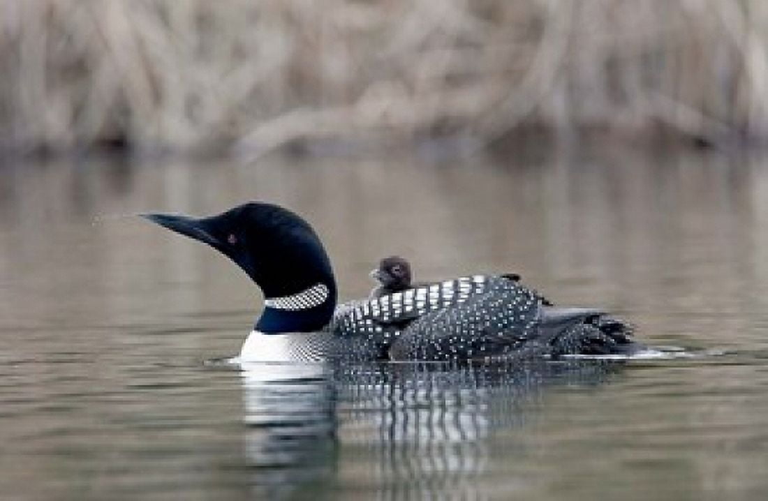 British Columbia Common Loon with chick Canvas Art - Charles Sleicher DanitaDelimont (26 x 17)