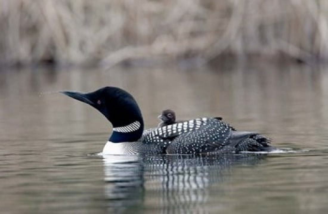 British Columbia Common Loon with chick Canvas Art - Charles Sleicher DanitaDelimont (36 x 24)