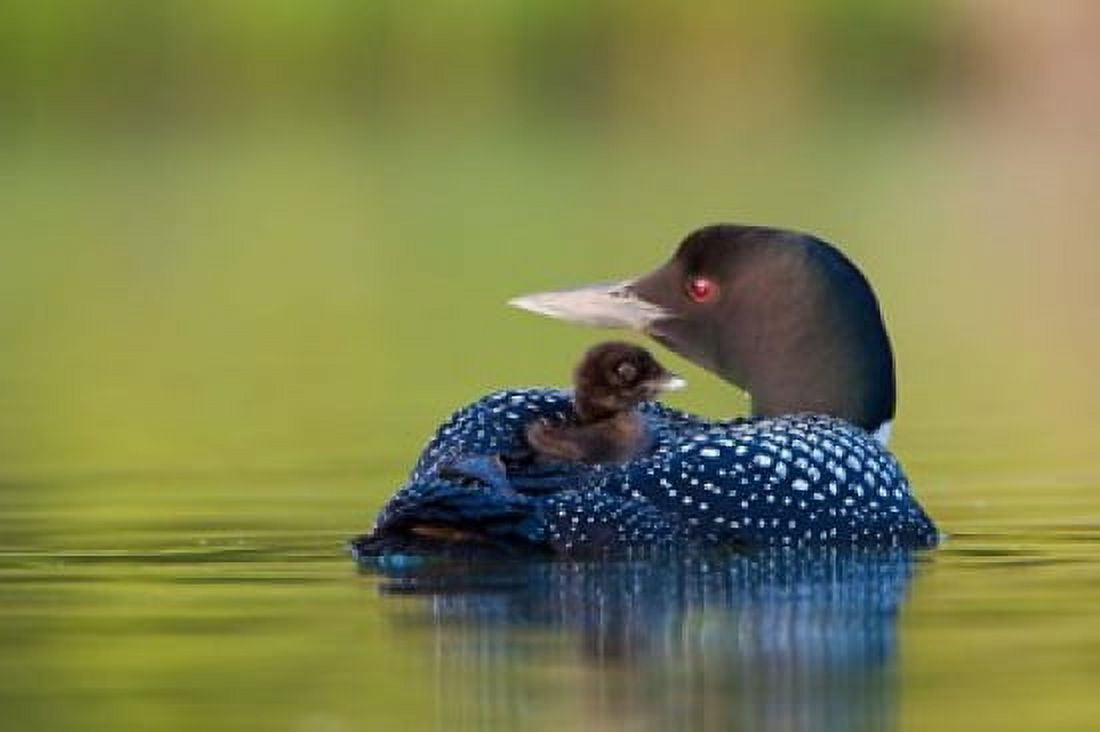 British Columbia Common Loons Canvas Art - Gary Luhm DanitaDelimont (26 x 18)