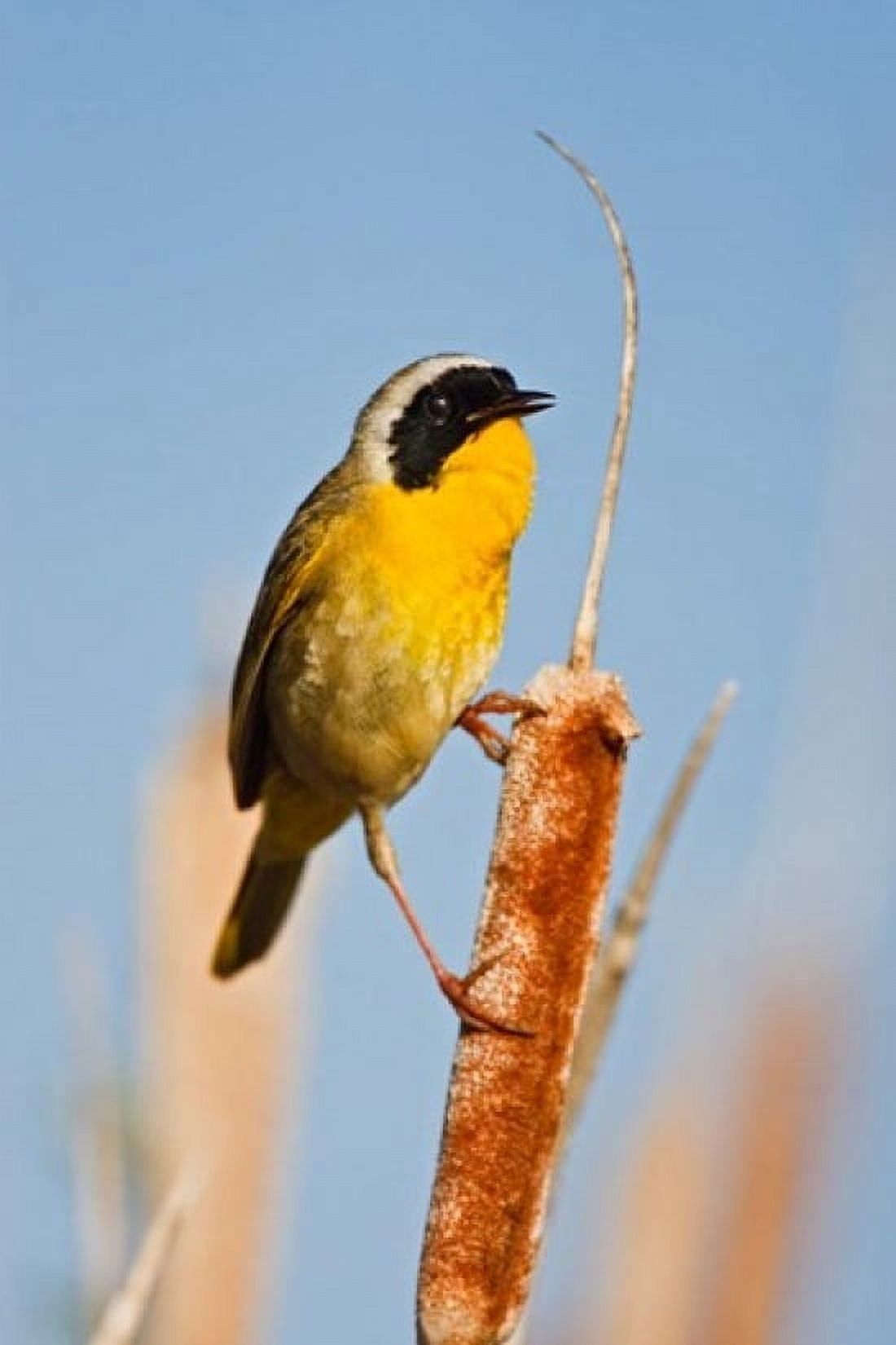 British Columbia Common Yellowthroat breeding territory Canvas Art - Larry Ditto DanitaDelimont (18 x 26)