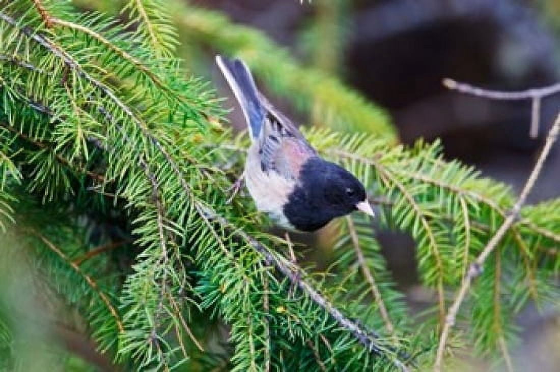 British Columbia Dark-eyed Junco bird in a conifer Canvas Art - Larry Ditto DanitaDelimont (36 x 24)