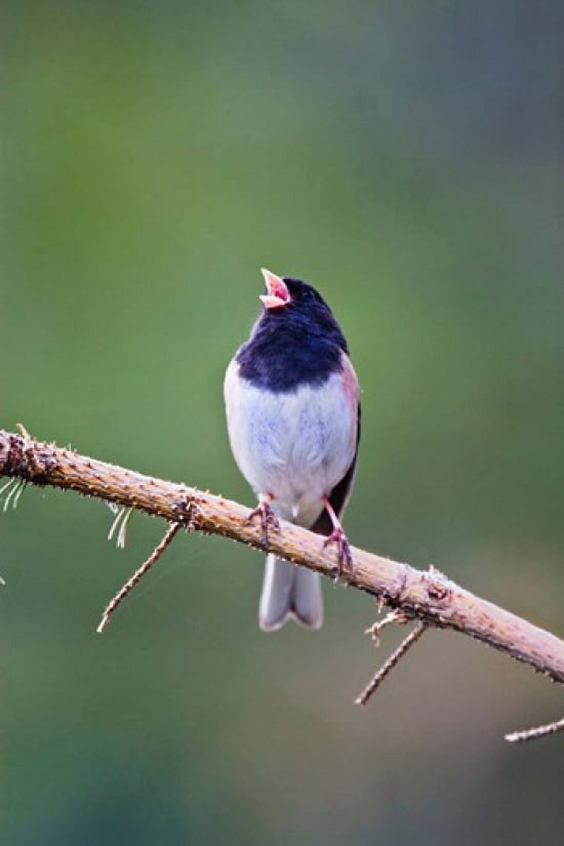 British Columbia Dark-eyed Junco bird singing Canvas Art - Larry Ditto DanitaDelimont (18 x 26)