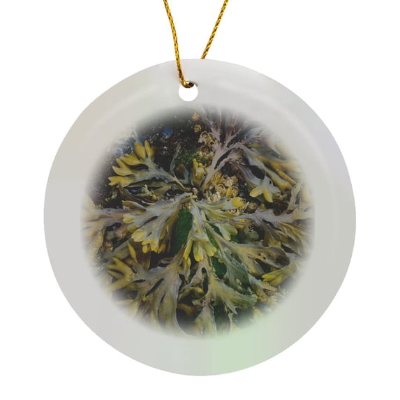 3drose, British Columbia. Detail of Bladderwrack Seaweed and Barnacles, Circle Porcelain Ornament