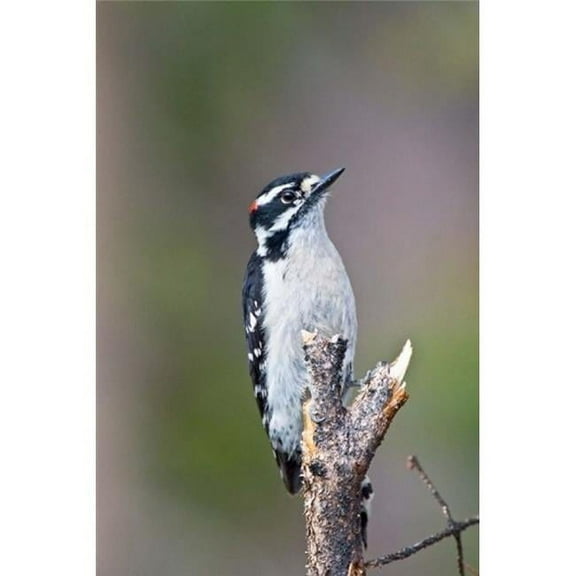 British Columbia Downy Woodpecker Bird Male Front View Poster Print by Larry Ditto - 18 x 26 in.