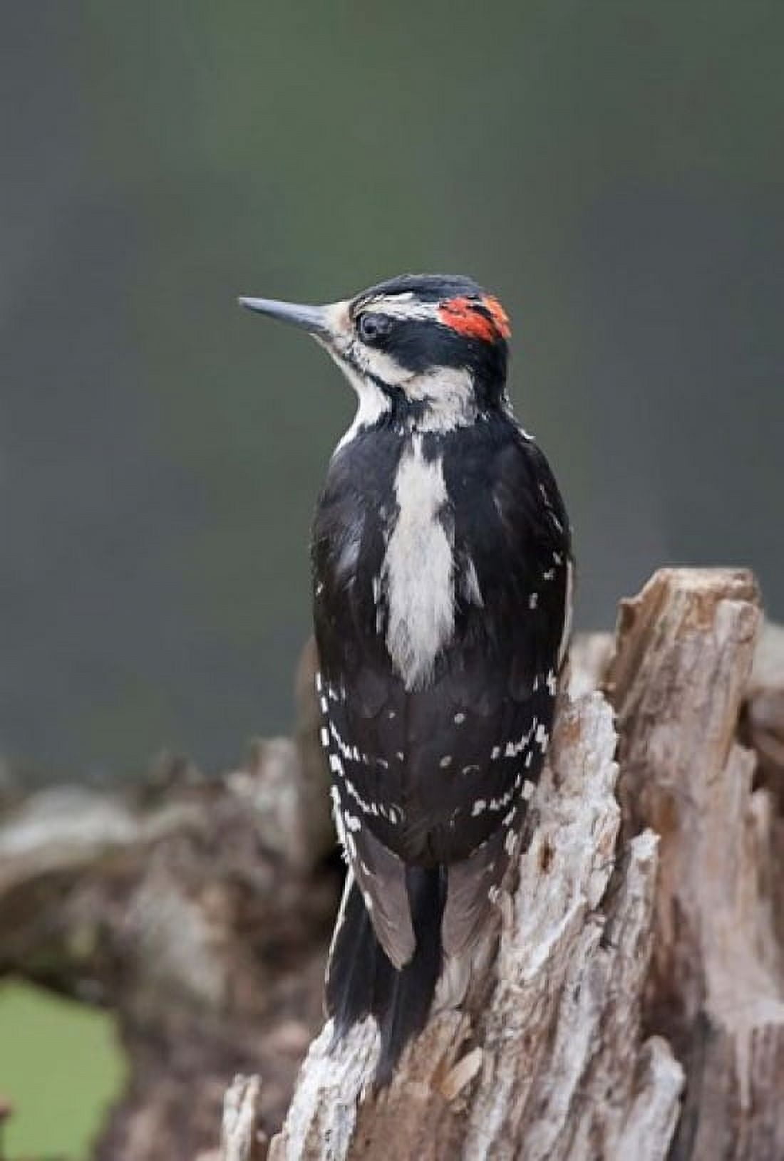 British Columbia Downy Woodpecker bird Canvas Art - Charles Sleicher DanitaDelimont (19 x 28)