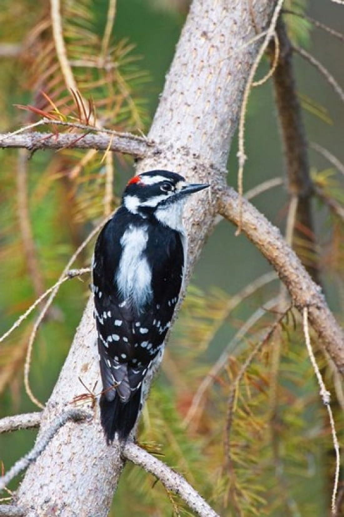 British Columbia Downy Woodpecker bird male (back view) Canvas Art - Larry Ditto DanitaDelimont (24 x 36)