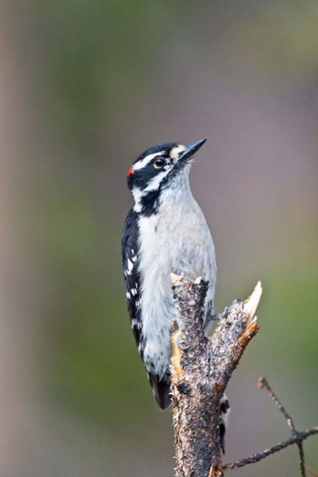 British Columbia Downy Woodpecker bird male (front view) Canvas Art - Larry Ditto DanitaDelimont (24 x 36)