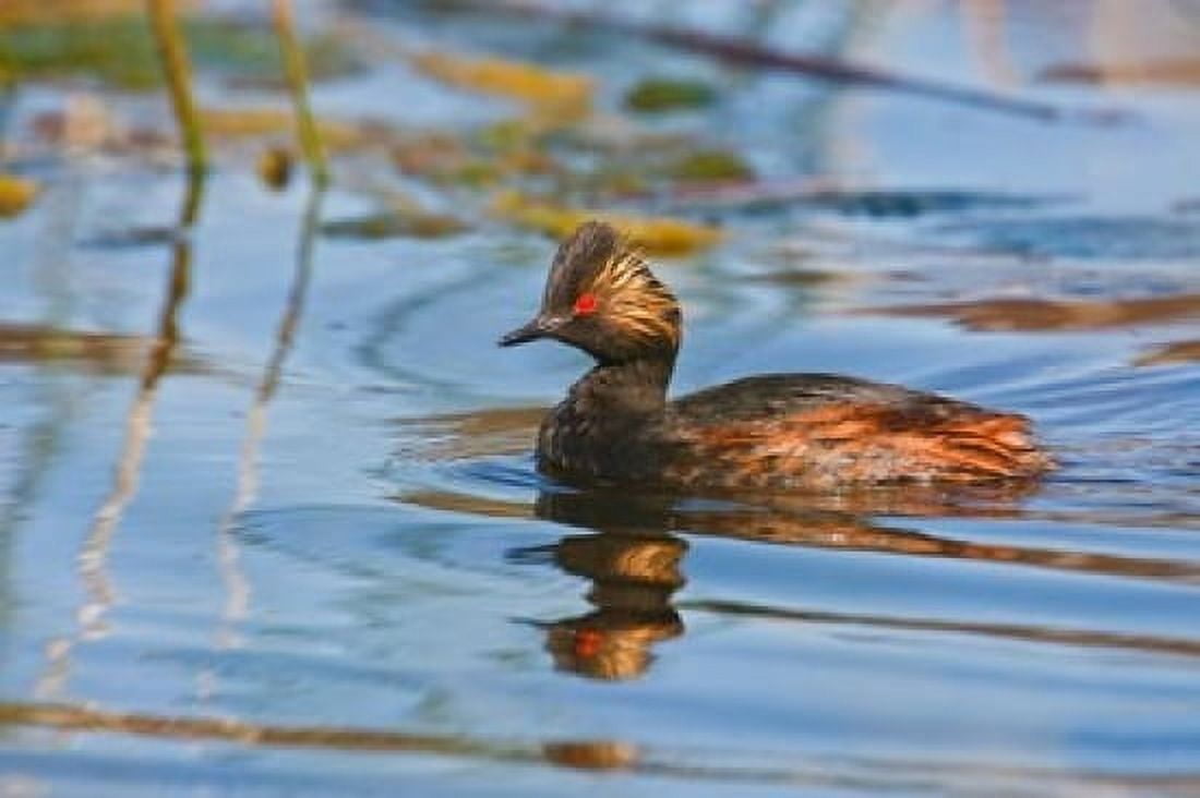 British Columbia Eared Grebe bird in marsh Canvas Art - Larry Ditto DanitaDelimont (26 x 18)