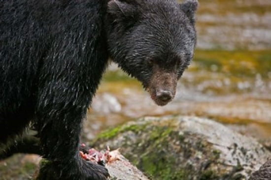 British Columbia Gribbell Island Black bear salmon Canvas Art - Jaynes Gallery DanitaDelimont (36 x 24)