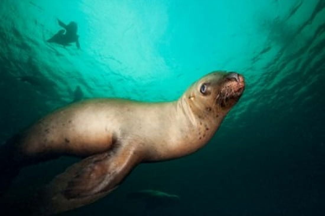 British Columbia Hornby Island Stellers Sea Lions Canvas Art - Paul Souders DanitaDelimont (26 x 18)