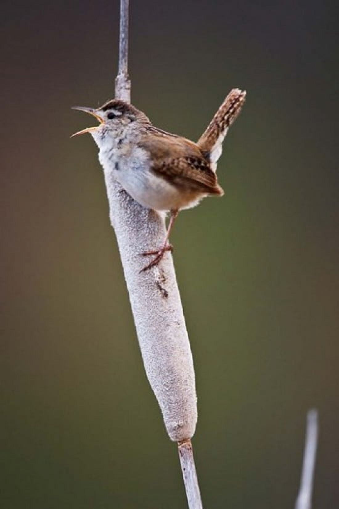 British Columbia Kamloops Marsh Wren Canvas Art - Larry Ditto DanitaDelimont (18 x 26)