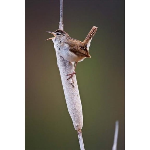 British Columbia Kamloops Marsh Wren Poster Print by Larry Ditto - 18 x 26 in.