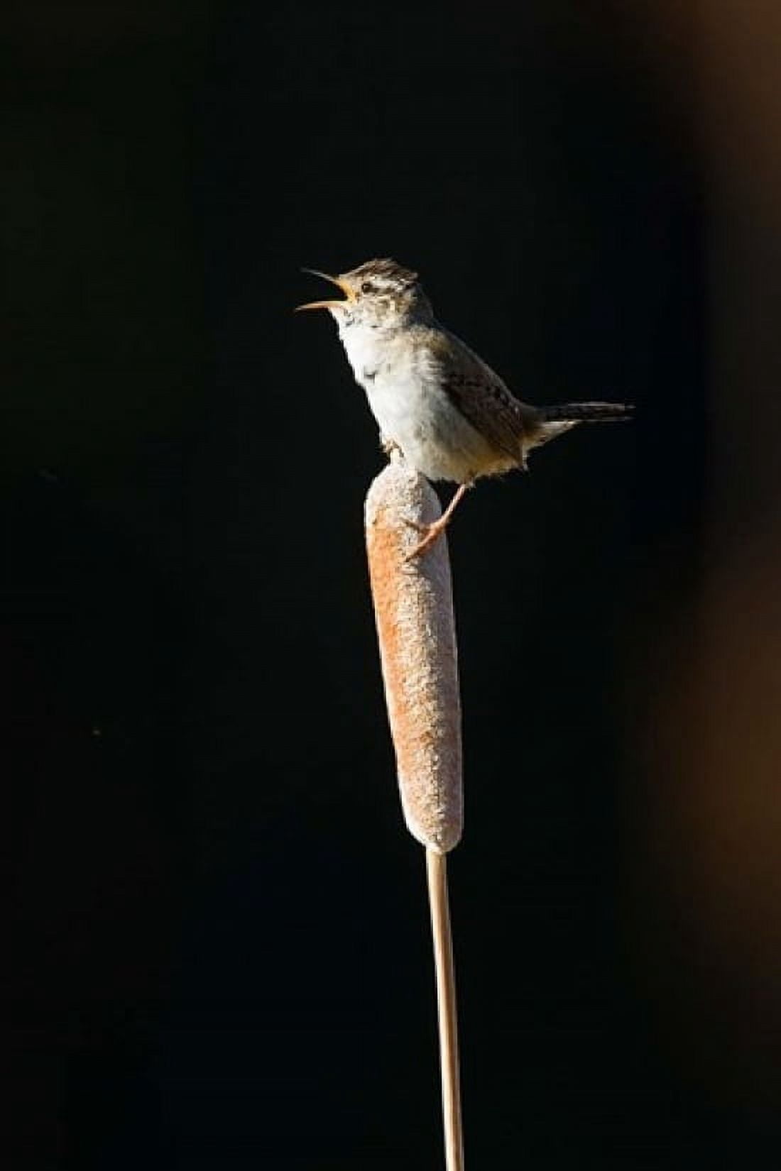 British Columbia Marsh Wren bird from a cattail Canvas Art - Larry Ditto DanitaDelimont (24 x 36)