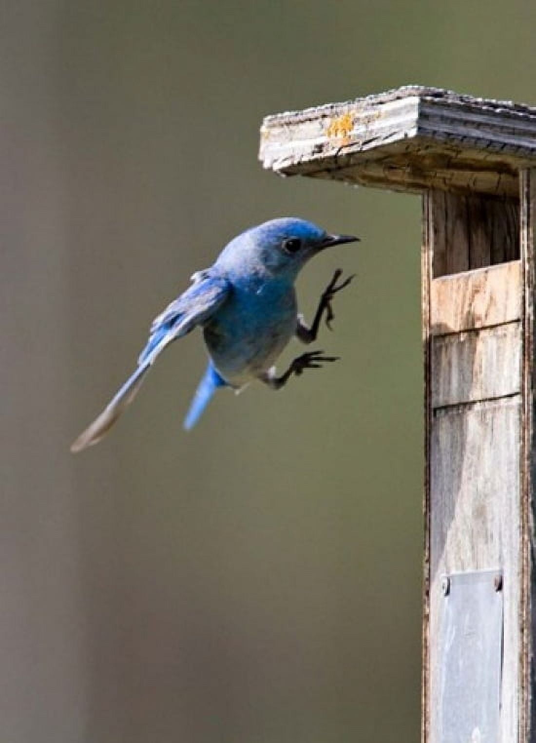 British Columbia Mountain Bluebird Canvas Art - Charles Sleicher DanitaDelimont (24 x 36)