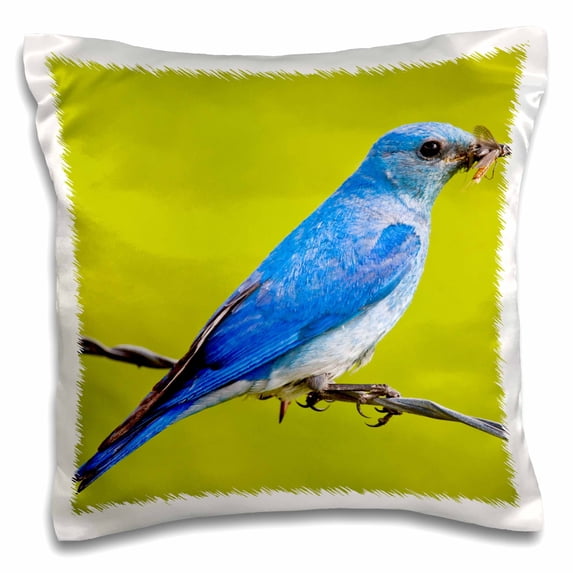 3dRose, British Columbia, Mountain Bluebird with caterpillars-CN02 LDI0047 - Larry Ditto, 16x16 inch Pillow Case