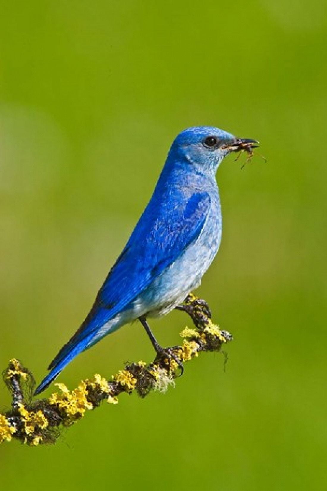 British Columbia Mountain Bluebird with caterpillars Canvas Art - Larry Ditto DanitaDelimont (18 x 26)