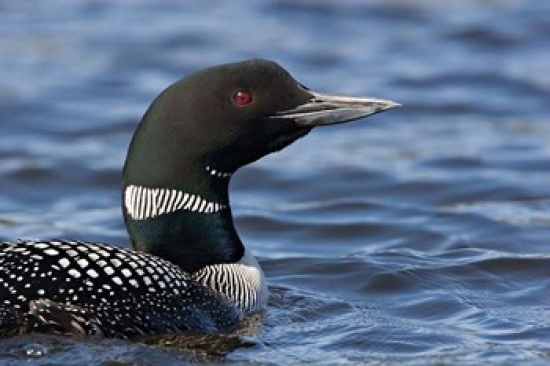 British Columbia Portrait of a Common Loon bird Canvas Art - Charles Sleicher DanitaDelimont (36 x 24)