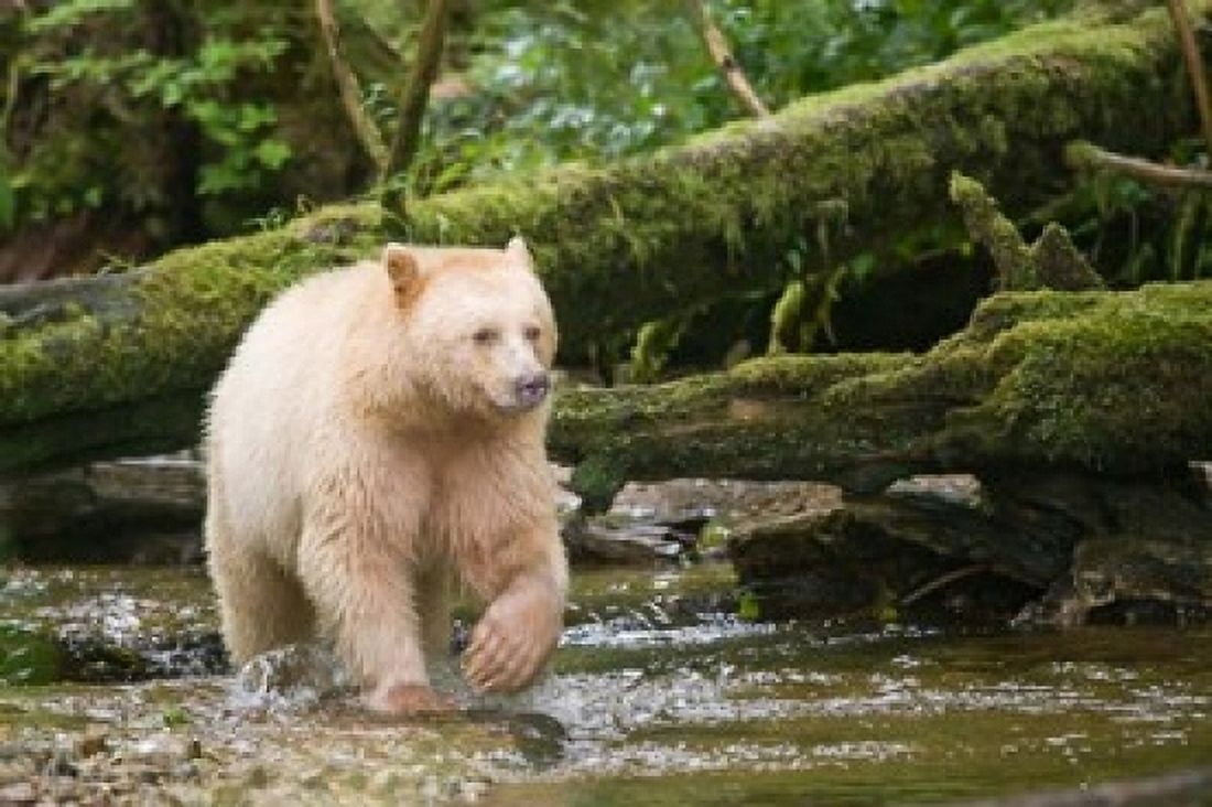 British Columbia Princess Royal Island Spirit Bear Canvas Art - Jaynes Gallery DanitaDelimont (36 x 24)