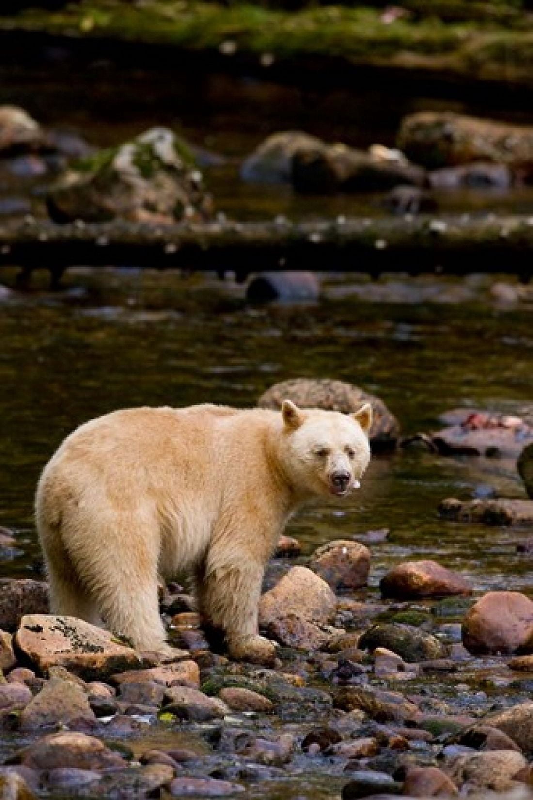 British Columbia Princess Royal Island Spirit Bear Canvas Art - Rebecca Jackrel DanitaDelimont (19 x 29)