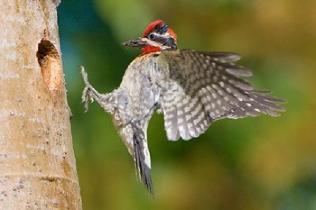 British Columbia Red-naped Sapsucker bird Canvas Art - Gary Luhm DanitaDelimont (36 x 24)