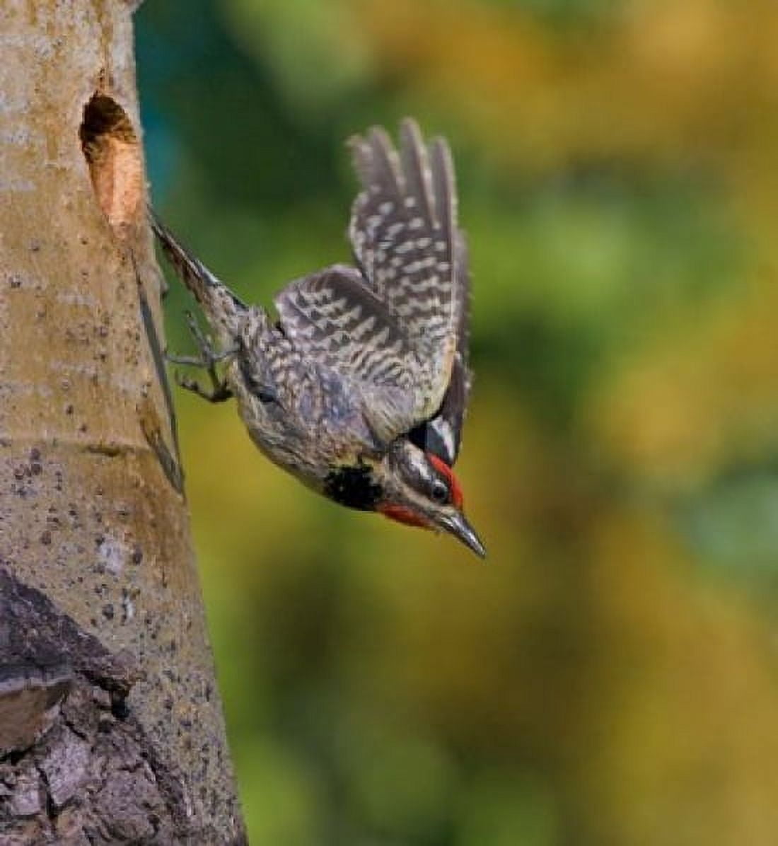 British Columbia Red-naped Sapsucker flight nest Canvas Art - Gary Luhm DanitaDelimont (24 x 26)