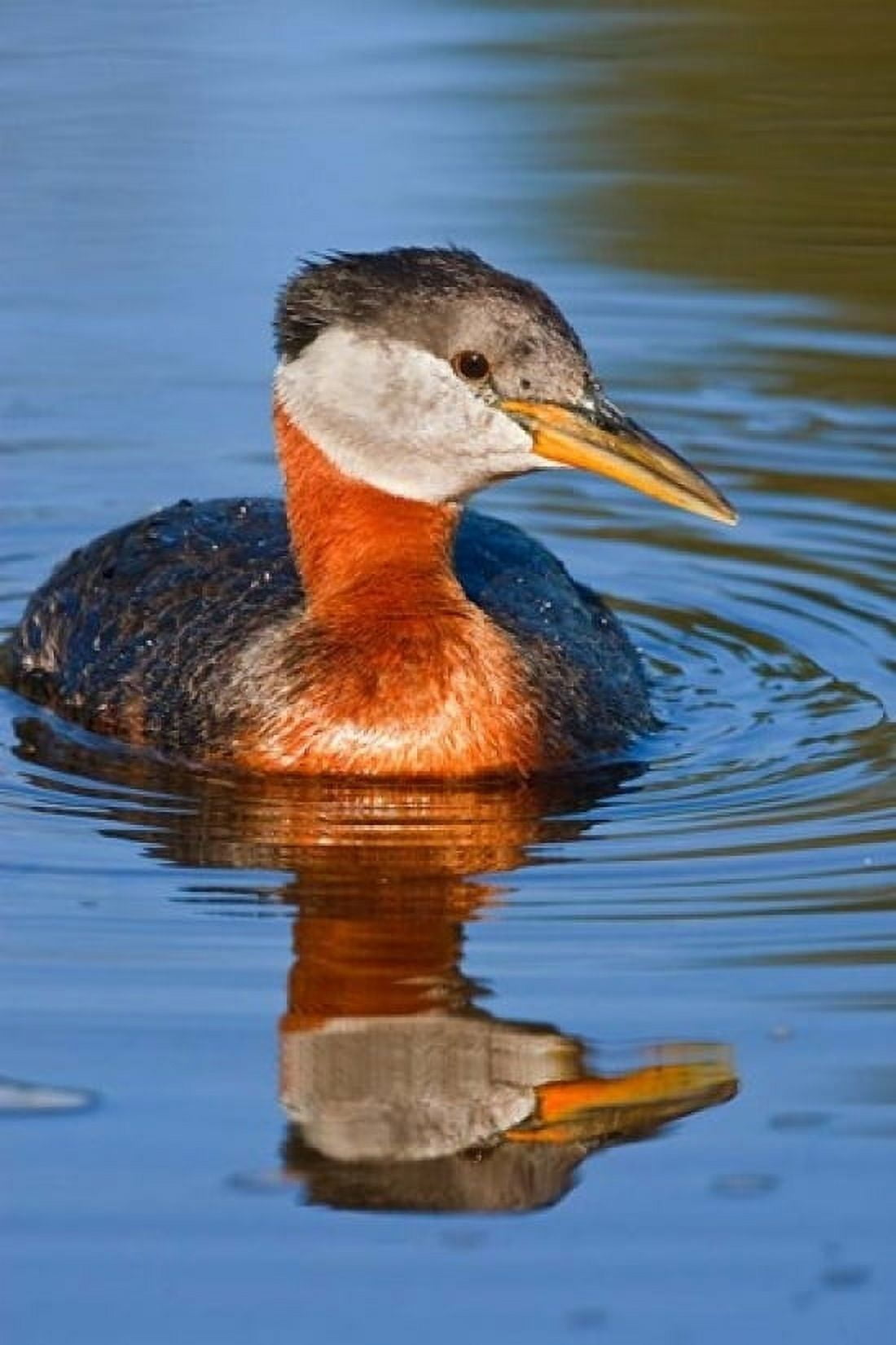 British Columbia Red-necked Grebe bird in lake Canvas Art - Larry Ditto DanitaDelimont (24 x 36)