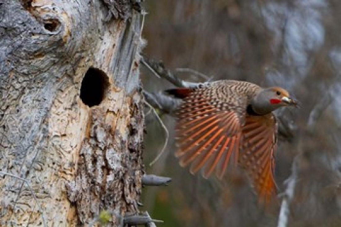 British Columbia Red-shafted Flicker bird Canvas Art - Gary Luhm DanitaDelimont (26 x 17)