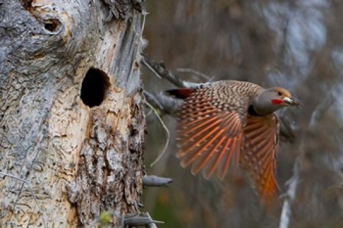 British Columbia Red-shafted Flicker bird Canvas Art - Gary Luhm DanitaDelimont (36 x 24)