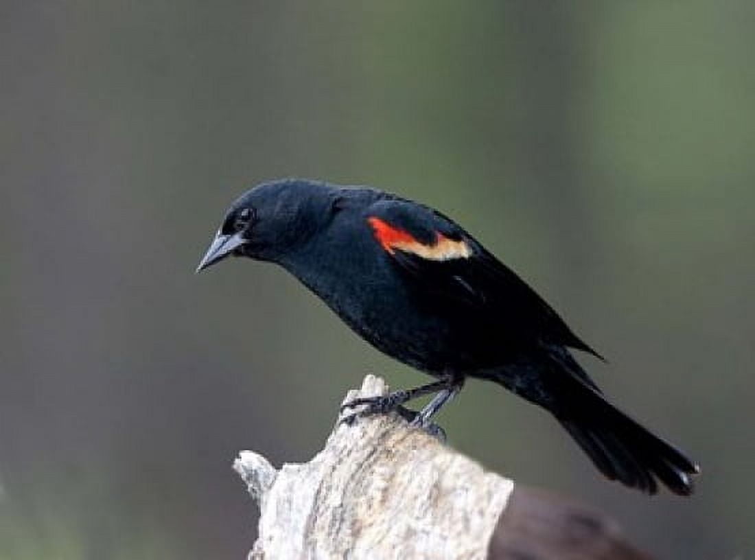 British Columbia Red-winged Blackbird Canvas Art - Charles Sleicher DanitaDelimont (25 x 19)