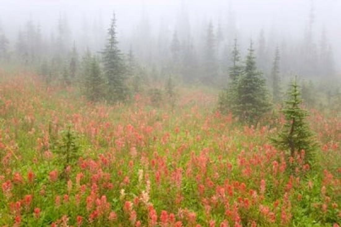 British Columbia Revelstoke NP Misty meadow Canvas Art - Jaynes Gallery DanitaDelimont (36 x 24)