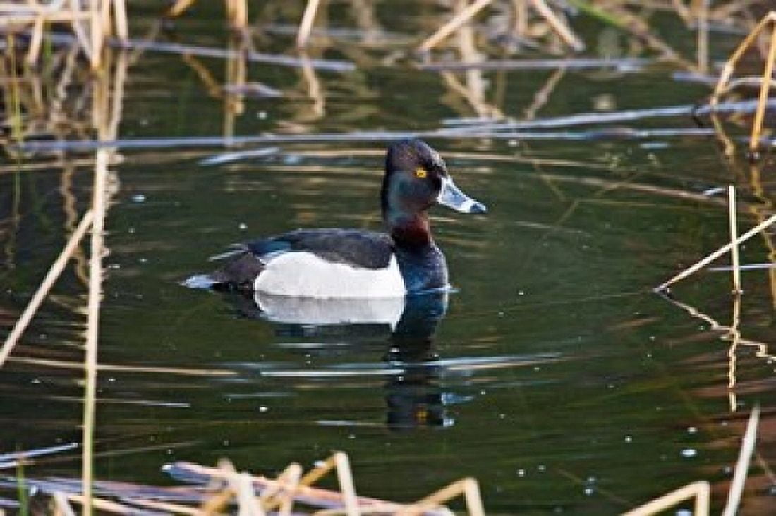 British Columbia Ring-necked Duck in marsh Canvas Art - Larry Ditto DanitaDelimont (26 x 18)