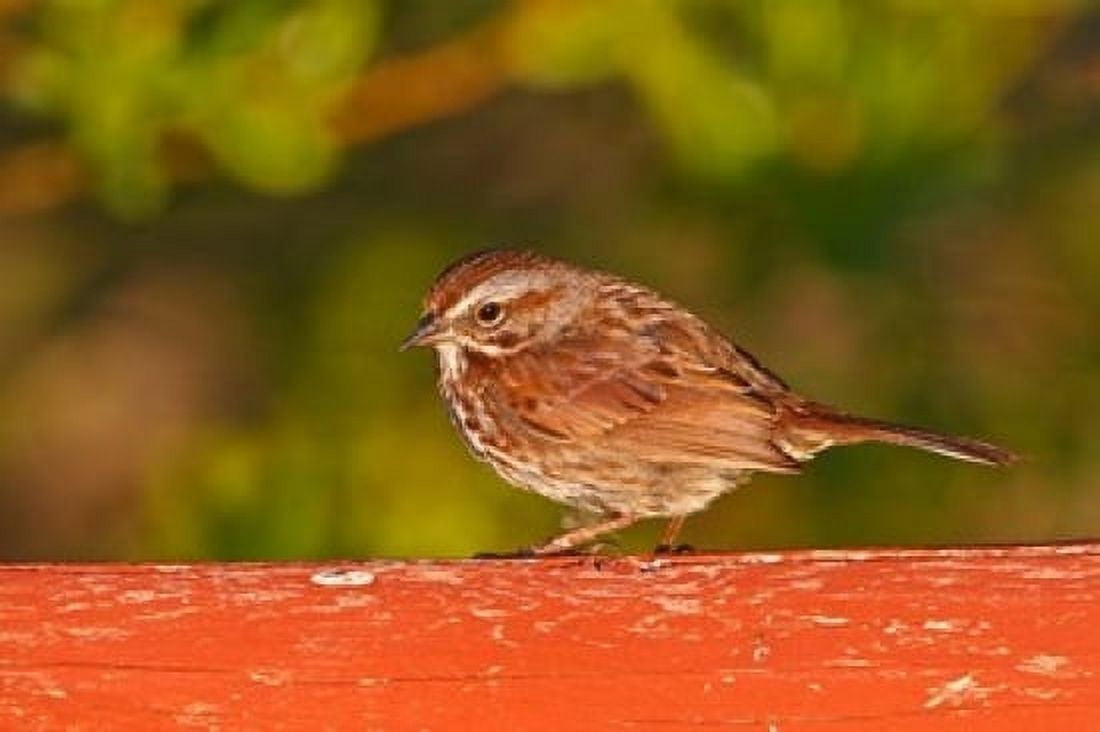 British Columbia Song Sparrow bird bridge raining Canvas Art - Larry Ditto DanitaDelimont (36 x 24)