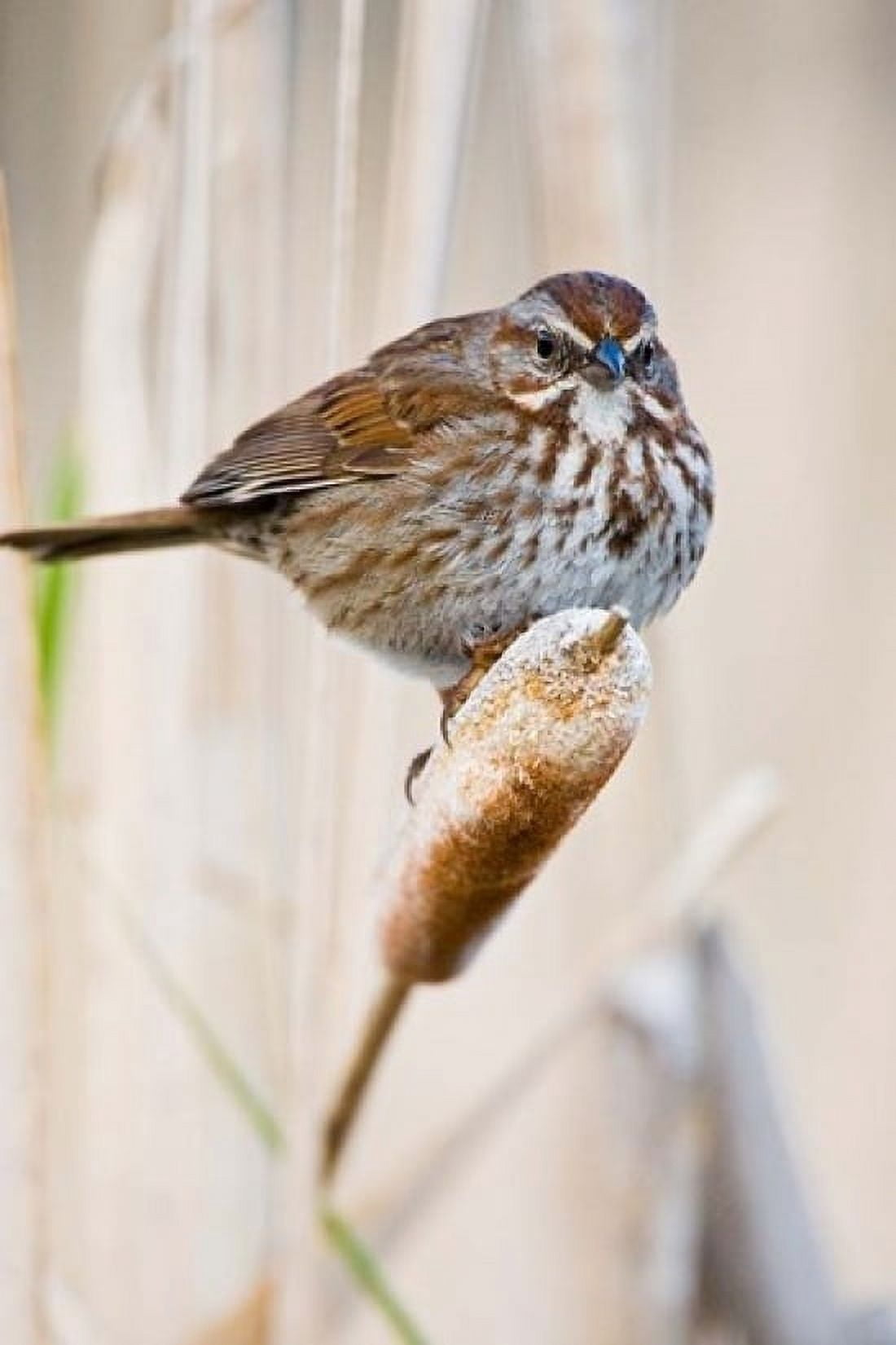 British Columbia Song Sparrow bird on cattail Canvas Art - Larry Ditto DanitaDelimont (24 x 36)