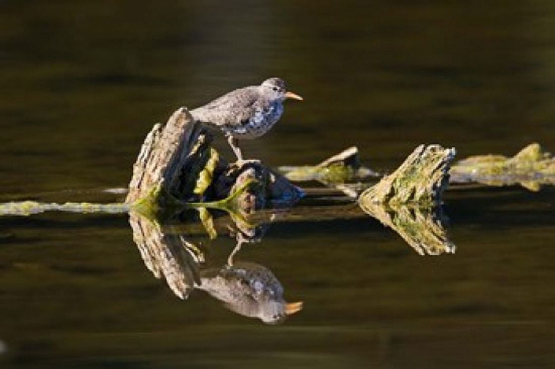 British Columbia Spotted Sandpiper Deadwood Canvas Art - Larry Ditto DanitaDelimont (26 x 18)