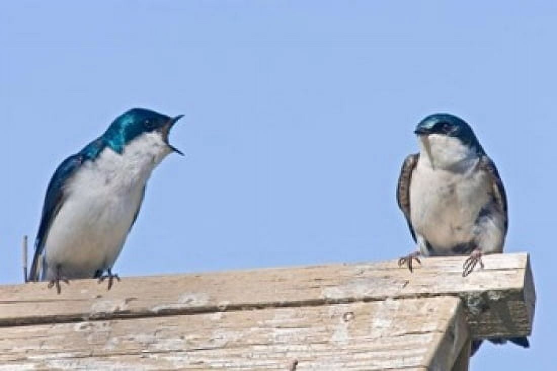 British Columbia Tree Swallows perched on bird house Canvas Art - Larry Ditto DanitaDelimont (36 x 24)