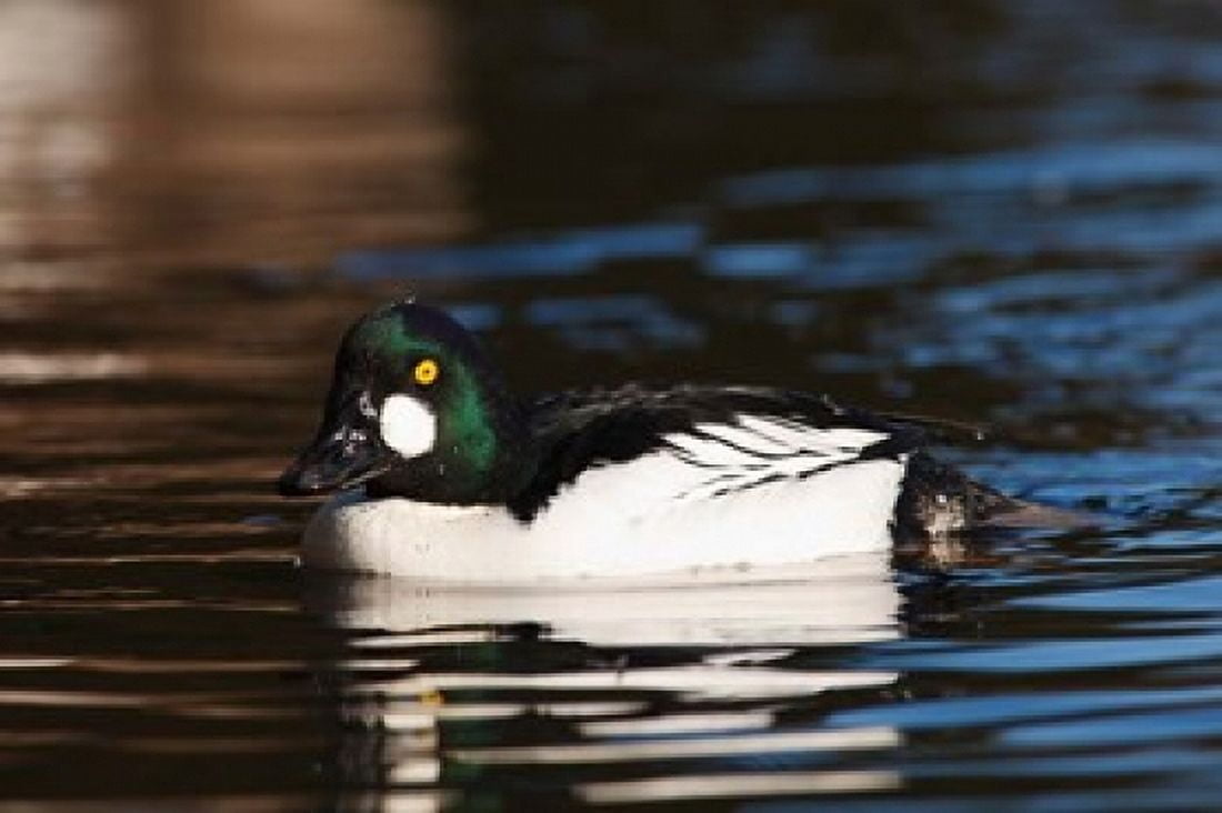 British Columbia Vancouver Common Goldeneye duck Canvas Art - Rick A Brown DanitaDelimont (20 x 13)