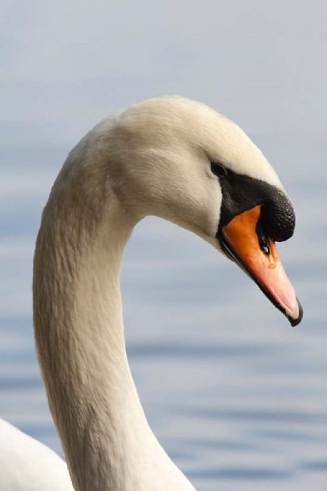 British Columbia Vancouver Mute Swan bird Canvas Art - Rick A Brown DanitaDelimont (13 x 20)